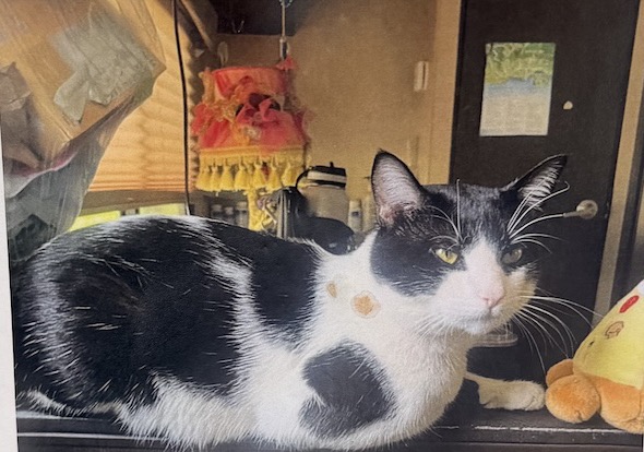 Mochi, a black and white cat with a pink nose and yellow-green eyes, lying on a shelf